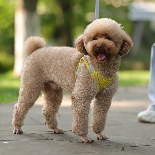 Adjustable Harness Leash Set