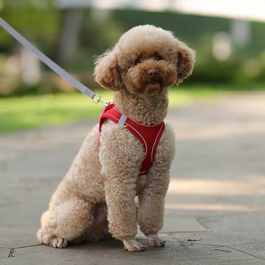 Adjustable Harness Leash Set